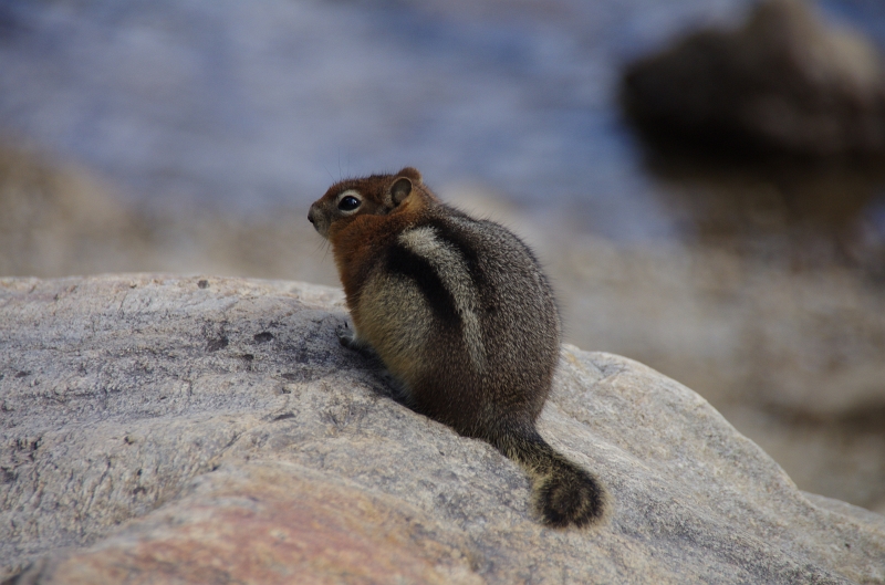 Banff NP 'Moraine  Lake Lakeshore' 16_09_2011 (8).JPG